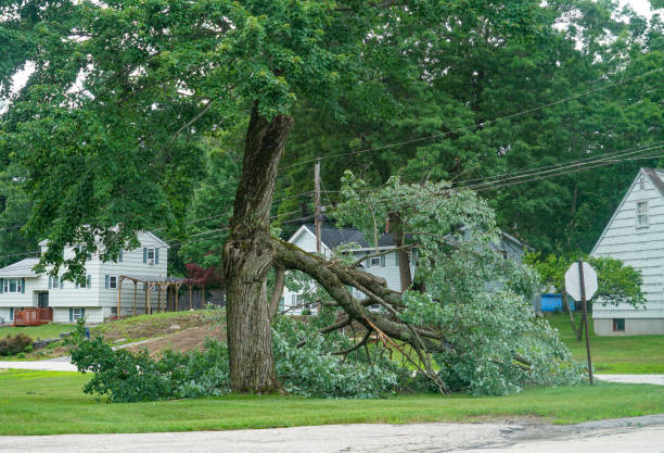 Clarendon, TX Tree Services Company